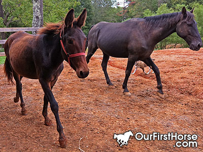 Jazzy - Our First Mule Jazzy - Our First Mule