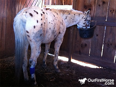 Romeo On Stall Rest Romeo On Stall Rest