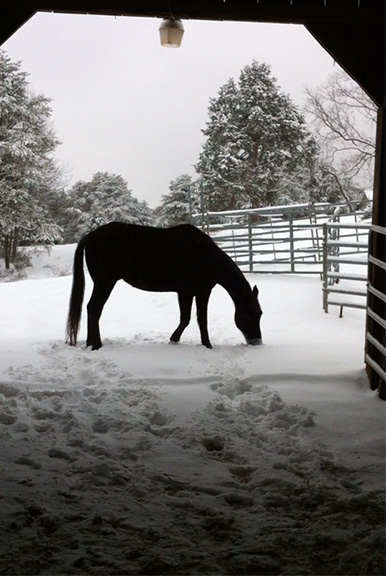 Valentine in the snow